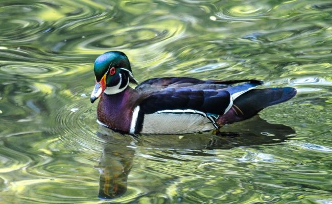 Small Wood Duck