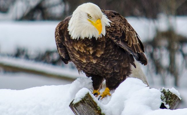 Bald Eagle