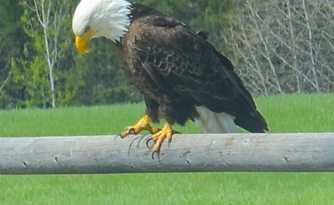 Bald Eagle in Summer