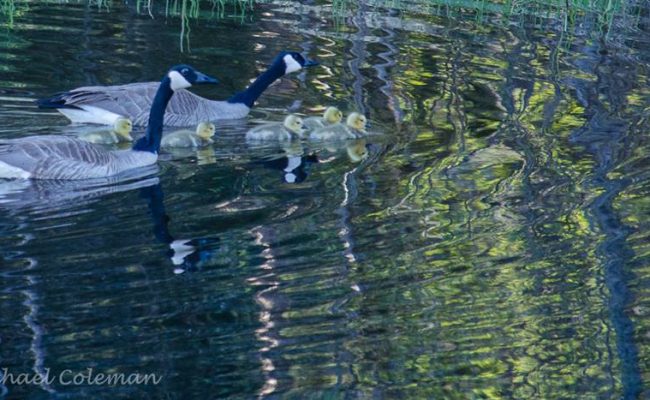 Canadian Geese