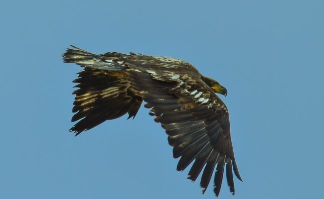 Golden Eagle