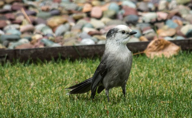 Gray Jay