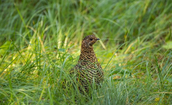 Grouse