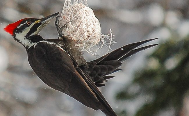 Pileated Woodlpecker