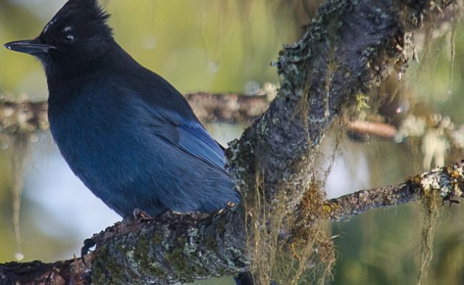 Steller Jay