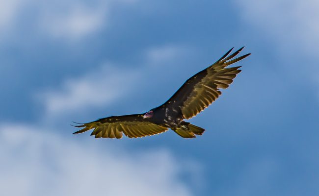 Turkey Vulture