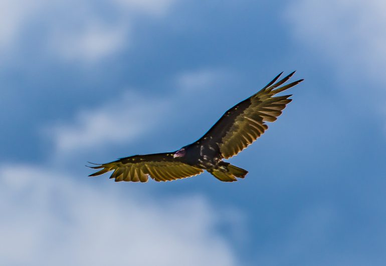 Wildlife